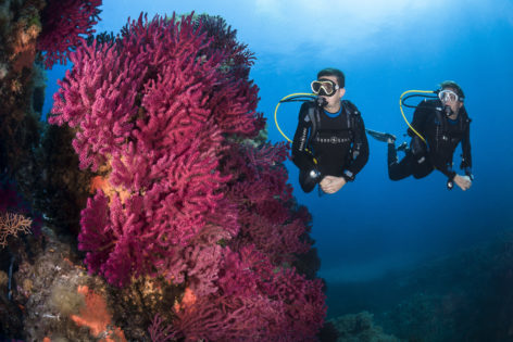 Best dive sites Seychelles