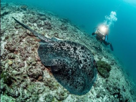 Diving Seychelles with sting rays