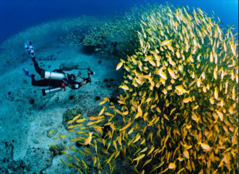 Shark bank seychelles dive site Seychelles