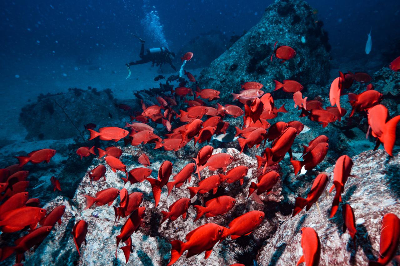 Red snapper diving site 