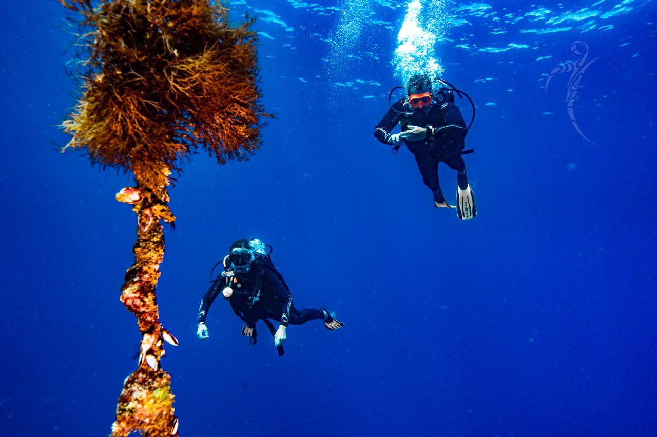 dive resort mahe seychelles