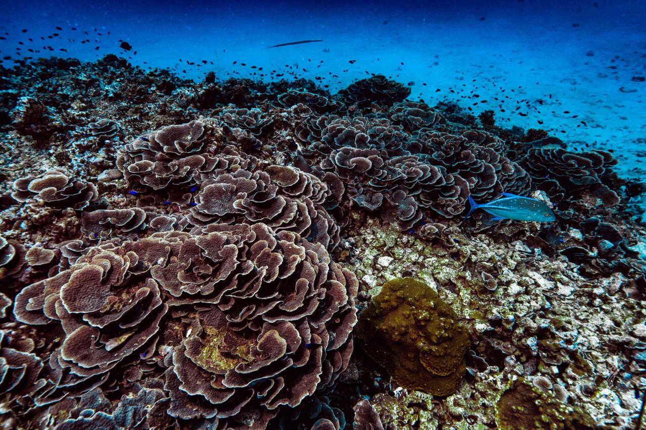 Snorkelling coral reef Mahe Seychelles 