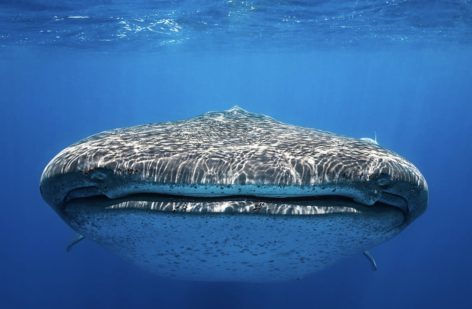 Diving with Whale Sharks Seychelles