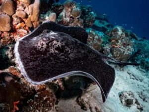 Diving with rays Seychelless