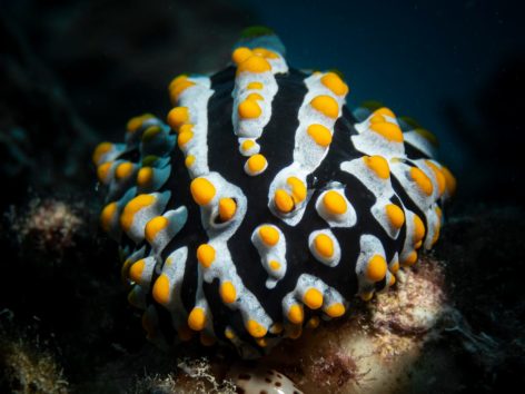 dive center mahe seychelles beau vallon beach