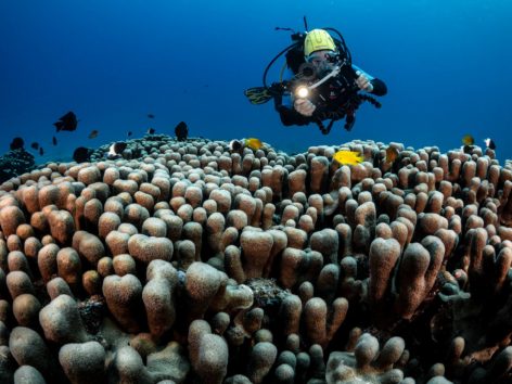 Scuba Diving with sting rays Mahe Seychelles