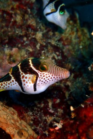 Valentin Fish Seychelles