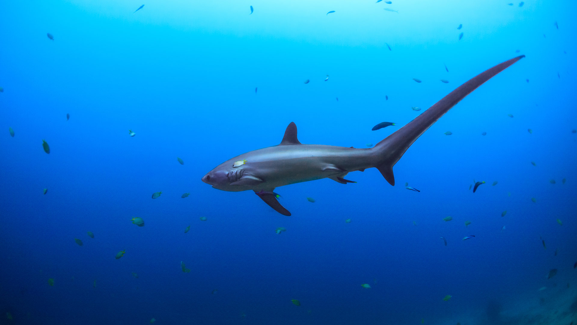 Common tresher Shark